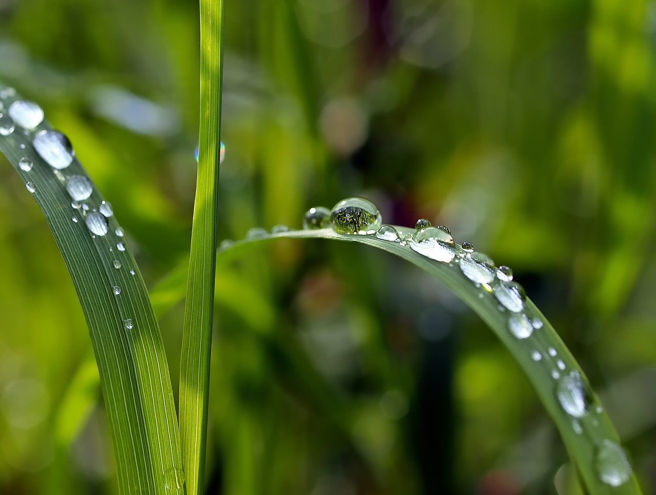 drip, grass, raindrops-1331703.jpg